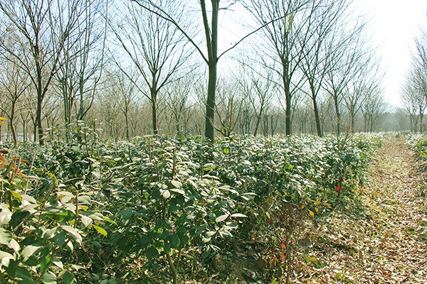 铜陵泓景园林绿化工程有限公司.jpg